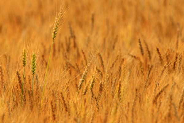 Abstract;Abstraction;Agricultural;Agriculture;Brown;Calm;Close-up;Farm;Farming;Fields;Gold;Healing;Health care;Healthcare;Line;Minimalism;Nature;Pastoral;Seed Head;Stock categories;Sunlight;Sunshine;Tan;Warm Colors;Warm Palette;Warm Tones;Wheat;Wheat Field;Yellow;color;field;grass;landscape;oneness;orange;pattern;peaceful;restful;seed Headshot;serene;soothing;sunlit;texture;tranquil;yellow;zen